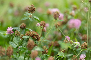 flowers in the garden