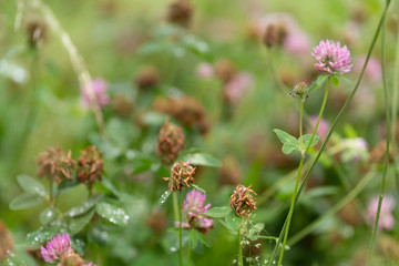 flower with dew