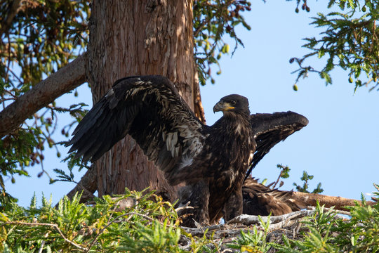 3-months old bald eagle eaglet trying to learn to fly, seen in the wild in  North California