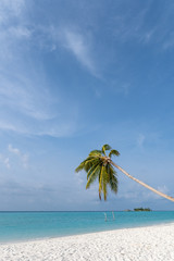Tilted coconut palm tree isolated on beautiful ocean backround