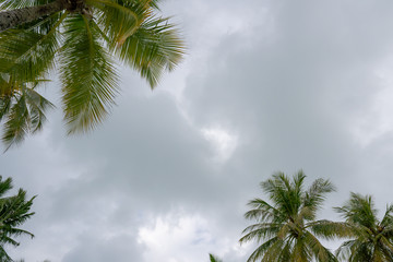 Tilted coconut palm trees on sky background