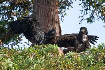 Two 3-months old bald eagle eaglets, seen in the wild in  North California