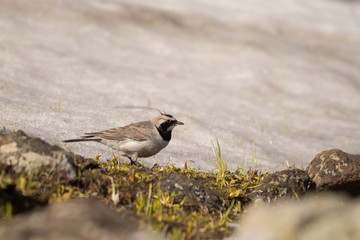 Stunning bird photo. Horned lark (Eremophila alpestris). A high mountain bird feeding on the snow.