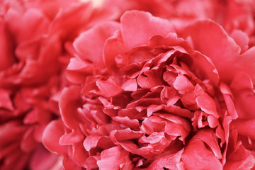 Bright floral background, beautiful blooming peonies closeup