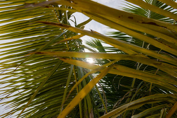 Tilted coconut palm leaf isolated on sky background