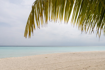 Naklejka premium Tilted coconut palm leaf isolated on beautiful ocean backround