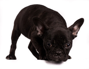 Hunting bulldog brown looking at camera smelling something