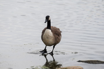 Goose