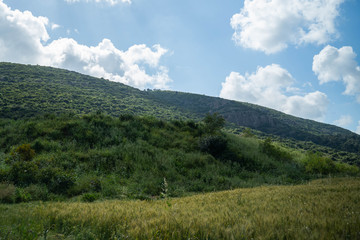 Fototapeta na wymiar Green wheet field before huge green mountains under blue cloudls in sky