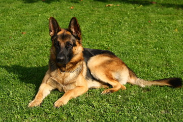 portrait of german shepherd dog on green grass