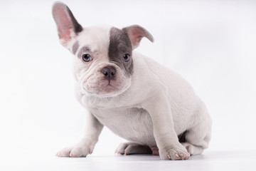 A small frenchie bulldog sitting and waiting something isolated, grey and white