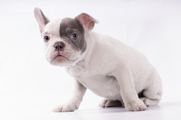 Fototapeta premium scared dog frenchie waiting for someone isolated, grey and white skin