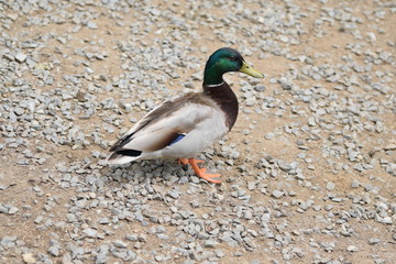 Duck