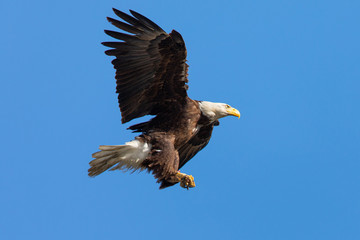 Fototapeta premium Closeup of a bald eagle flying with food on her talons, seen in the wild in North California
