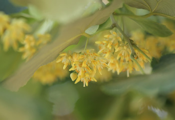 Blooming linden, lime tree in bloom