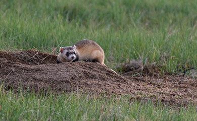 An Endangered Black-footed Ferret on the Plains of Colorado