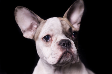 Darkness portrait of frenchie bulldog looking to the right isolated on black background