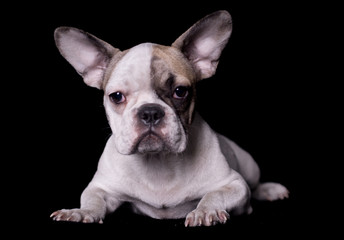 Full body french bulldog portrait on black bakcground