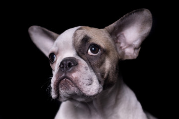 Fototapeta premium Close-up french bulldog portrait looking to the left isolated on black background