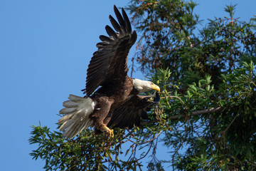 Fototapeta premium Closeup of a bald eagle flying with food on her talons, seen in the wild in North California