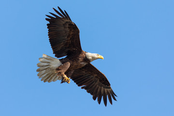 Closeup of a bald eagle flying with food on her talons, seen in the wild in  North California