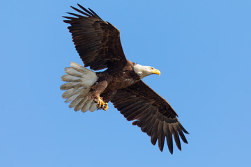 Closeup of a bald eagle flying with food on her talons, seen in the wild in  North California