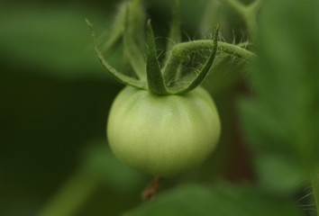 Green tomato on a branch