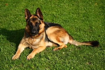 portrait of german shepherd dog on green grass