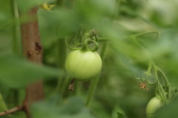 Green tomato on a branch