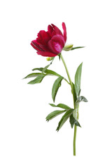 Red peony flower isolated on white background.