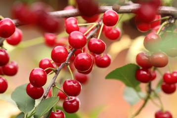 Red sour cherries on a tree
