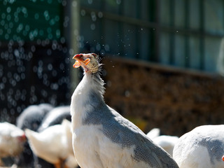 Guinea fowl shakes water after bathing on a hot day