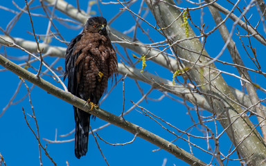 A Dark Morph Cooper's Hawk Perched on a Branch
