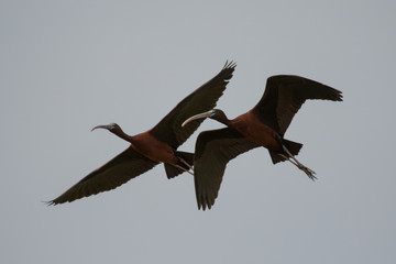 Stunning bird photo. Glossy ibis (Plegadis falcinellus) flying on the blue sky.