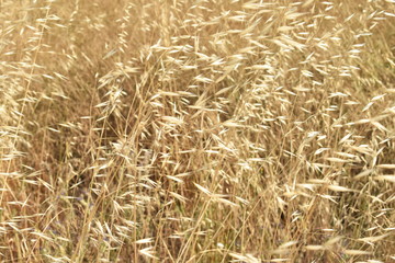 Wild herbs golden flowers background