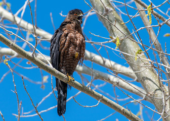 A Dark Morph Cooper's Hawk Perched on a Branch