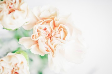 Delicate flower background. Soft focus of close up pastel carnation flowers. Copy space - obrazy, fototapety, plakaty