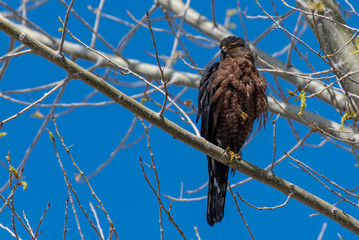 A Dark Morph Cooper's Hawk Perched on a Branch