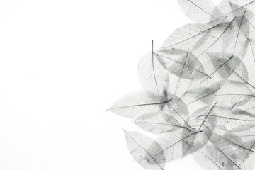 Black leaves on white background, flat lay, top view