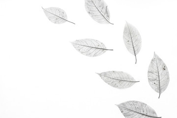 Black leaves on white background, flat lay, top view