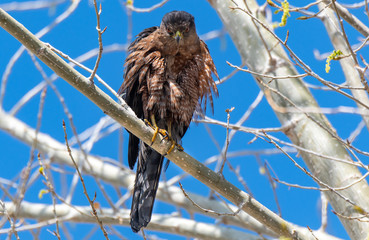 A Dark Morph Cooper's Hawk Perched on a Branch