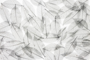 Black leaves on white background, flat lay, top view