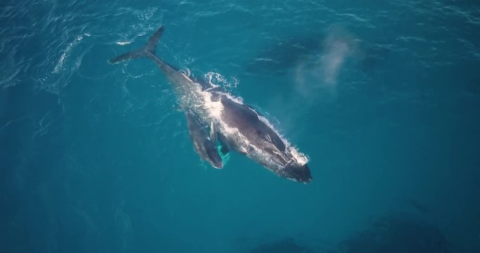 Baby humpback whale hiding behind mother from underwater whale, AERIAL