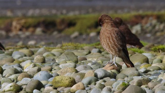 tiuque in the wild resting and drinking water on the shore of the mouth of a river on the island of Chilo&eacute;