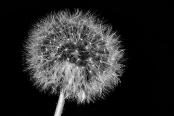 A Dandelion Seedhead in Black and White