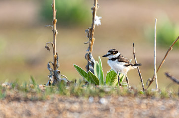 A Cute Baby Killdeer Wandering the Shoreline of a Lake