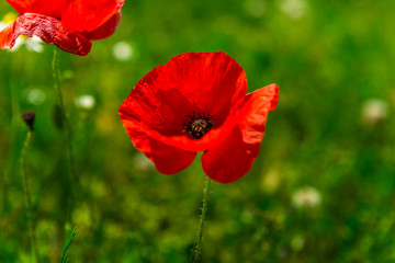 Farm with field of organic flowers such as poppies and camomile, summer concept