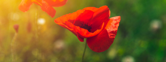 Obraz premium Farm with field of organic flowers such as poppies and camomile, summer concept