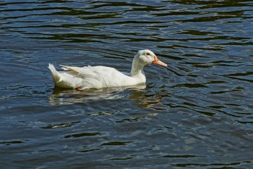 one big white duck is swimming in the water
