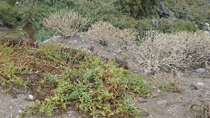 exotic landscape in anaga mountains